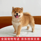 涴喵純種柴犬幼犬寵物狗狗活體家養(yǎng)小型犬幼崽犬舍直發(fā) 寵物級(jí) 【精品柴犬】