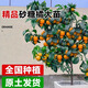 臨雅廣西砂糖橘樹苗嫁接橘子桔子沙糖桔樹庭院種植源頭直發(fā)1棵20-30cm