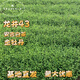 龍井43茶樹(shù)苗安吉白茶金牡丹綠茶新茶苗批發(fā) 龍井茶苗43號200棵