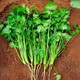 大禹秋季蔬菜種子大全耐熱四季播家庭種植陽(yáng)臺九十月份秋天種的菜 美丨國耐熱香菜種子 50g