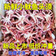 小魷魚須生鮮三去魷魚頭新鮮小八爪魚須深?，F(xiàn)捕鐵板燒烤餐飲食材 五斤裝超劃算【凈重?zé)o冰衣】