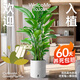 植男植女天堂鳥盆栽客廳室內(nèi)大型落地綠植辦公室大葉植物鶴望蘭源頭直發(fā)