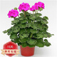 中夢(mèng)竺葵盆栽 重瓣天竺葵花苗 陽(yáng)臺庭院室內盆栽花卉洋繡球 紫色 不含盆