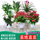 小冤家綠蘿盆栽室內(nèi)花卉綠植綠籮水養(yǎng)花卉盆景桌面辦公客廳水培大葉綠色 發(fā)財+虎皮+鐵蘭+梔子+長壽+鐵海
