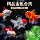 觀(guān)賞魚(yú)金魚(yú)冷水魚(yú)好養(yǎng)活體淡水魚(yú)小金魚(yú)鴻運(yùn)當(dāng)頭丹頂紅獅子頭活魚(yú) 10-11厘米混搭金魚(yú)5條+送魚(yú)糧