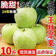 京興果正宗王林青蘋果當(dāng)季新鮮水果脆甜10斤青森綠蘋果青蜜王林雀斑王林 5斤嘗鮮裝