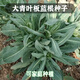 鳳鳴雅世蔬菜種子盆栽菜籽菜種菜種子種孑家庭盆栽大青葉板藍根種子50克
