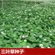 花豐院三葉草四葉草種子幸運草四季常青易種活園林綠化庭院護坡草坪種籽 三葉草（白花）凈籽半斤