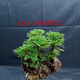 卷柏盆景迷你植物創(chuàng)意盆栽九死還魂草假山綠植吸水石微型盆景花卉 嘉瑰 1窩   3-5棵 帶原生土 不含盆