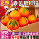 粵迎四川春見(jiàn)耙耙柑【閃送-多地次日達】爆漿現摘新鮮橘子桔子粑粑柑 5斤獨享裝【超值推薦--80%選擇】?jì)?.5斤 A+級商超果【單果70-75mm】清甜