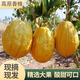 云南香緣大果新鮮香櫞果佛手柑香圓香緣水果應(yīng)季新鮮水果現(xiàn)摘包郵 3斤