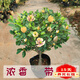 含笑花盆栽樹(shù)苗室外陽(yáng)臺四季濃香型帶花苞室內花卉觀(guān)花植物室內花花卉盆栽 含笑4年苗【帶花苞發(fā)貨】 不含盆