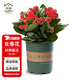 花翁長(cháng)壽花盆栽帶花苞花卉綠植 大紅色（帶花苞）+加侖盆 源頭直發(fā)