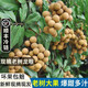 京逸廣東石峽儲(chǔ)良龍眼【順豐冷鏈-多地次日達(dá)】新鮮龍眼現(xiàn)摘老樹桂圓 5斤石峽龍眼【凈重4.8斤】 保溫箱+冰袋冷鏈運(yùn)輸