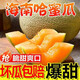 海南哈蜜瓜 西州蜜25號 9斤 整箱新鮮 水果當季 網(wǎng)紋瓜甜瓜 爆甜 8-9斤【家庭款】