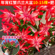臨雅蟹爪蘭盆栽帶花苞嫁接重瓣新品種四季開花名貴花卉植物室內(nèi)花綠植 年宵紅蟹爪蘭大盆10-15棵+肥