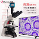 鳳凰（Phenix）鳳凰三目生物顯微鏡PH100-3B41L-IPL專業(yè)級(jí)無(wú)限遠(yuǎn)光學(xué)系統(tǒng)高倍高 套餐三：顯微鏡+1600萬(wàn)HDMI/連接液晶平