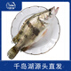 片言片魚(yú)【冰鮮】千島湖桂魚(yú) 凈膛1.6斤 2-4條 鮮活宰殺臭鱖魚(yú)  中秋送禮