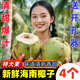黃六爺海南椰青新鮮椰子當季孕婦水果大果香椰子水去皮椰皇毛椰整箱特產(chǎn) 4顆 帶皮椰青【單果1500-2000g】