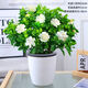 大盆梔子花四季開花室內(nèi)綠植盆栽水培花卉好養(yǎng)大花重瓣牡丹梔子 中盆梔子花送懶人吸水盆