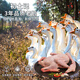 初土記3年老鵝 大湖活水放養(yǎng) 純糧散養(yǎng)土鵝大白鵝現(xiàn)殺 原產(chǎn)地直發(fā) 6斤-7斤