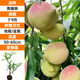 臨雅水蜜桃果樹(shù)果苗樹(shù)苗嫁接苗種植盆栽果樹(shù)鷹嘴桃源頭直發(fā)1棵50-60cm
