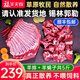福羊天賜散養(yǎng)半只羊10斤 羊肉 生鮮 內(nèi)蒙古錫盟羊腿羊排羊蝎子 年貨禮盒 羔羊排2.5斤 + 羔羊蝎子2.5斤