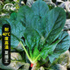 壽禾耐熱菠菜種子夏季大黑葉壽光蔬菜種籽四季播種夏天耐寒青菜秋冬 超耐熱/夏播王菠菜種子 50g