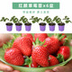 壽禾草莓苗帶土發(fā)貨大苗壽禾苗場四季帶盆栽好秋冬季批發(fā)奶油秧苗 紅顏草莓苗 6盆+肥料