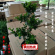 山頭林村金錢(qián)榕盆栽綠植花卉提根老樁搖錢(qián)樹(shù)小葉人參榕樹(shù)盆景植物 S造型小葉榕【高約60-70厘米】