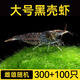 逸樂(lè )寵黑殼蝦除藻清潔工具蝦大號去綠藻黑藻去苔寵物蝦魚(yú)活體飼料觀(guān)賞蝦 大號黑殼蝦雌雄隨機300+100防