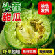 山東綠寶甜瓜 當(dāng)季現(xiàn)摘新鮮蔬菜水果孕婦水果 5斤 凈重4.5斤 單果 120g+