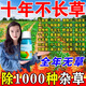 除i草i劑環(huán)嗪酮爛根除雜草三年不長(zhǎng)草強(qiáng)力除竹子除雜草爛根型 買2給3【雜草死樹爛根】 100ml 3瓶
