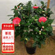 花行榜茶花盆栽五色赤丹花卉植物香妃樹(shù)苗 紅赤丹70-80cm高 源頭直發(fā)
