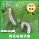 科云甜菜夜蛾幼蟲(chóng)現貨2—5齡實(shí)驗生測試驗昆蟲(chóng)教學(xué)50頭起拍 2齡 20頭