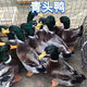 正宗家養(yǎng)青頭鴨苗大種麻鴨苗活體小鴨子活鴨產蛋鴨現(xiàn)貨優(yōu)質鴨苗 【一斤苗】青頭鴨5只起發(fā)