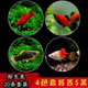 卡奇魚(yú) 胎生魚(yú) 瑪麗球魚(yú)熱帶觀(guān)賞魚(yú)淡水魚(yú)活體魚(yú)寵物魚(yú)寵物活體麗麗曼龍 藍月+牡丹+黑尾+紅月光各5只