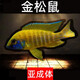 瀚幻三湖慈鯛中大型活體熱帶觀賞魚馬鯛伊巴卡藍(lán)六間非洲王子藍(lán)面財(cái)神 金松鼠8-10cm 1條