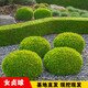 花e流金葉女貞球園林綠化庭院球形植物小葉女貞樹(shù)苗金森女貞苗四季常青 金葉女貞球【冠徑60厘米】