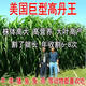 卓天（ZHUOTIAN）高丹王牧草種子進(jìn)口高產(chǎn)四季常青凍不死大葉牛羊魚兔養(yǎng)殖畜牧草籽 美國(guó)高丹王草種子5斤送1斤
