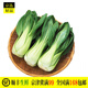 油菜 上海青 小油菜小青菜 新鮮蔬菜500g 禾人 500g裝