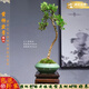 潮裕盆景黃楊盆景精品矮霸老樁造型真樹(shù)室內花卉綠植盆栽客廳陽(yáng)臺玄關(guān)擺件 精品盆景4 帶盆栽好