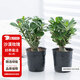 花翁沙漠玫瑰盆栽花卉綠植室內陽(yáng)臺盆景源頭直發(fā) 中苗（顏色隨機）2盆