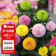 花翁 球菊千頭菊盆栽多年生植物花期長 乒乓菊-混色源頭直發(fā)