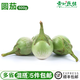 圓茄新鮮蔬菜500g大圓茄幼茄咖喱配料調味泰國東南亞食材綠圓茄子 500g