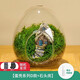 綠蔭巷子苔蘚微景觀(guān)生態(tài)瓶私人草坪桌面迷你盆栽辦公室創(chuàng  )意教師節禮物神奇 【成品】蛋殼微景D款+尖石頭房