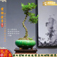 潮裕盆景黃楊盆景精品矮霸老樁造型真樹室內(nèi)花卉綠植盆栽客廳陽臺玄關(guān)擺件 精品盆景5 帶盆栽好