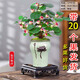 池寬葉小盼菩提樹(shù)盆栽花卉植物辦公室客廳四季帶果綠植好養活禪意小盆景 菩提樹(shù)【浮雕荷花】+底座/帶20果