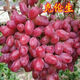 正宗克倫生葡萄樹(shù)苗無(wú)籽紅提葡萄樹(shù)苗南方北方種植易活易結果樹(shù)苗 5年苗結果多