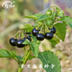 壽禾 黑悠悠種子龍野葡萄葵果食用中藥四季秋冬季家庭種植野果種籽 紫黑野葡萄種子500粒